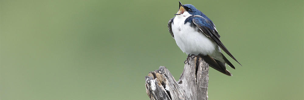 Tree Swallow © Ann Marie Lally