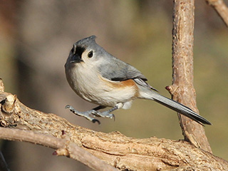 tufted titmouse © Anne Greene