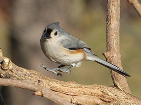 tufted titmouse © Anne Greene