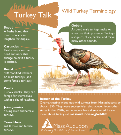 Wild turkey terminology