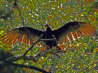 Turkey Vultures