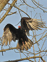Turkey Vulture © Dominic Poliseno