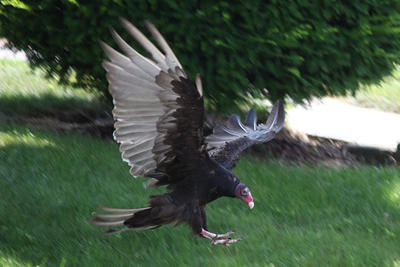 Turkey Vulture landing with wings spread © Christine Young