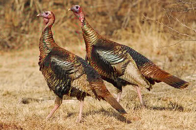 Wild Turkeys © Richard Alvarnaz