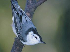 white-breasted nuthatch © USFWS