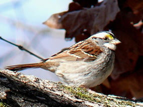 white-throated sparrow © Ken Thomas