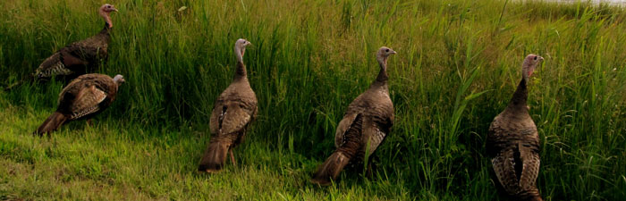 Wild turkeys © Alison Colby Campbell