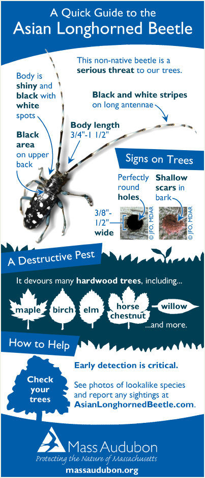 Asian longhorned beetle quick guide