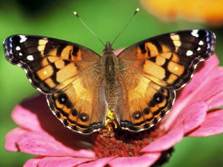 American Lady butterfly © Fred Goodwin, Mass Audubon