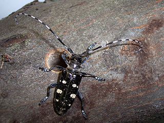 Asian longhorned beetle