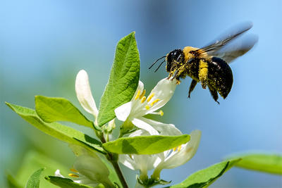 Bumblebee with pollen on legs © Meyer Franklin