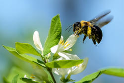 Bumblebee with pollen on legs © Meyer Franklin