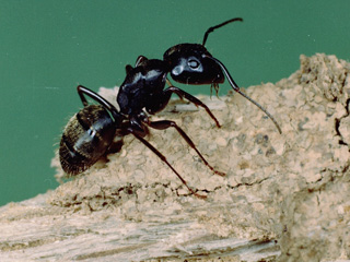 Carpenter ant © Clemson University USDA Cooperative Extension Slide Series, Bugwood.org