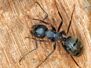 Carpenter ant © David Cappaert, Michigan State Univertisty, Bugwood.org