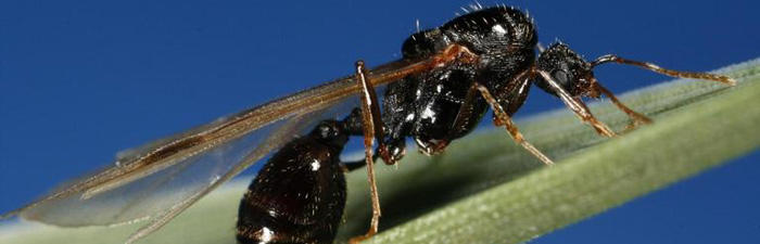 carpenter ant © Joseph Berger, Bugwood.org