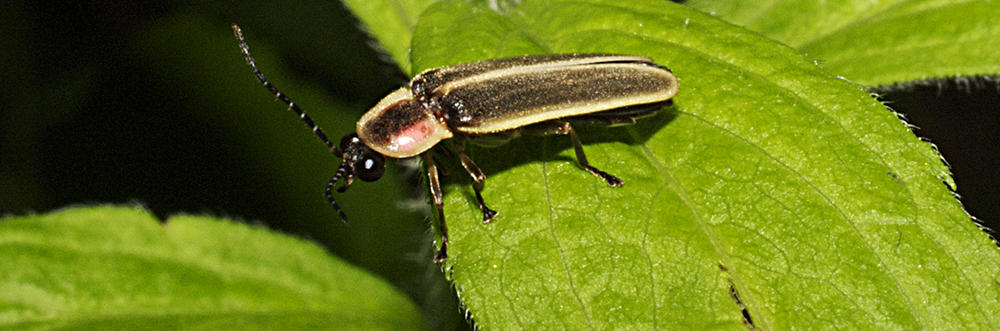 Closeup of firefly on leaf © Don Salvatore