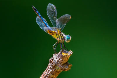 Colorful dragonfly © Bernard Creswick