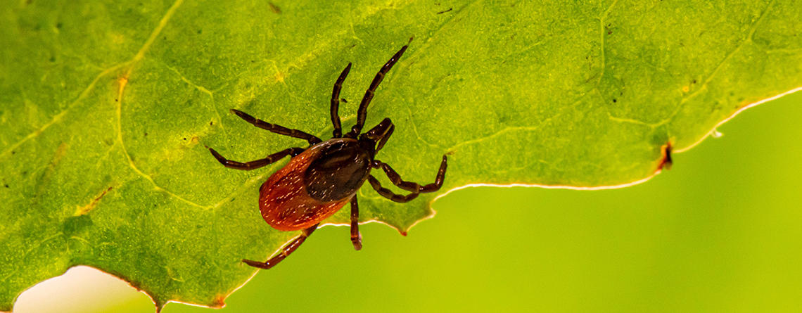 Ticks Ticks