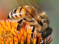 European honey bee  on flower © David Cappaert, Michigan State University, Bugwood.org
