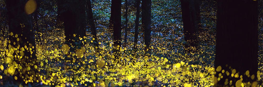 Fireflies © Rel Ohara (CC BY 2.0) via Flickr