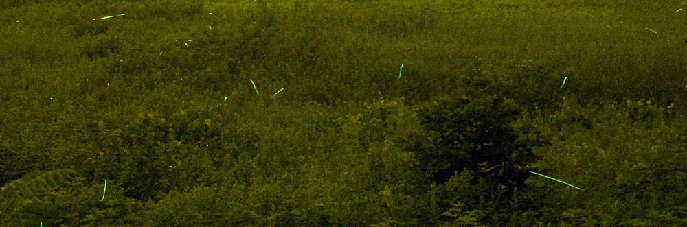Firefly flashes against green field at dusk © David Murray