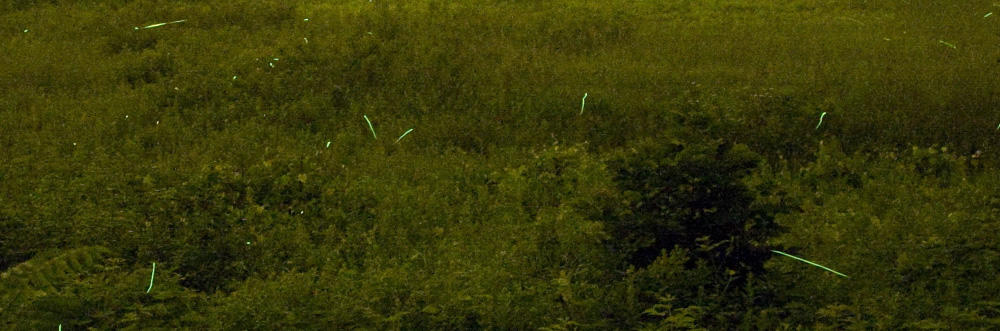 Firefly flashes against green field at dusk © David Murray