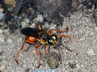 Great golden digger wasp © Gary Alpert, Harvard University, Bugwood.org