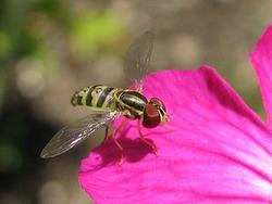 Hoverfly © Gilles Gonthier 2006