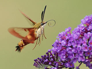 Hummingbird clearwing moth © Susan Grimwood