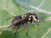 Bald-faced hornet © Johnny N. Dell, Bugwood.org