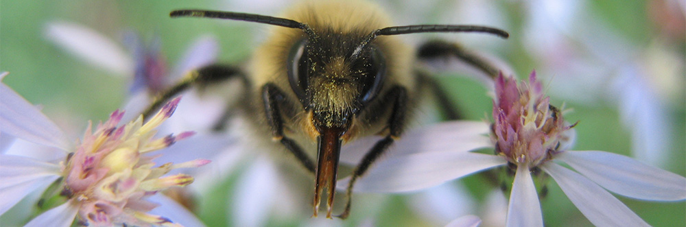 Bee on flower © Alyssa Mattei