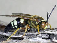 Cicada killer © Gerald J. Lenhard, Louisiana State University, Bugwood.org