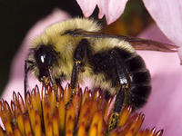 Common eastern bumblebee © David Cappaert, Michigan State University, Bugwood.org