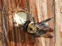 Eastern carpenter bee © Johnny N Dell, Bugwood.org