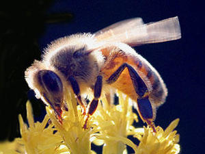 European honey bee © David Cappaert, Michigan State University, Bugwood.org