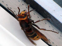 Giant hornet © Paul Webb, Bugwood.org