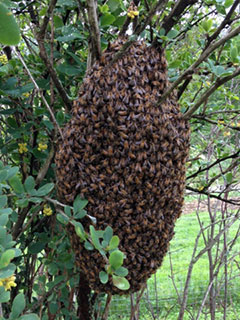 Honeybee swarm
