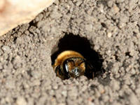 Mining bee © Whitney Cranshaw, Colorado State Univ., Bugwood. org