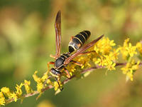 Paper wasp © Whitney Cranshaw, Colorado State Univ., Bugwood.org