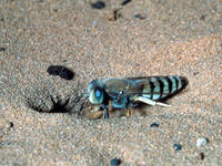 Sand wasp © Howard Ensign Evans, Colorado State University, Bugwood.org