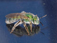 Sweat bee © Joseph Berger, Bugwood.org