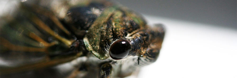Cicada © Anne Riechmann