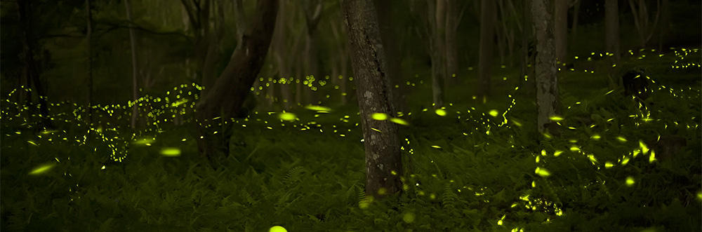 Fireflies © Fred Huang (CC BY-NC 2.0)