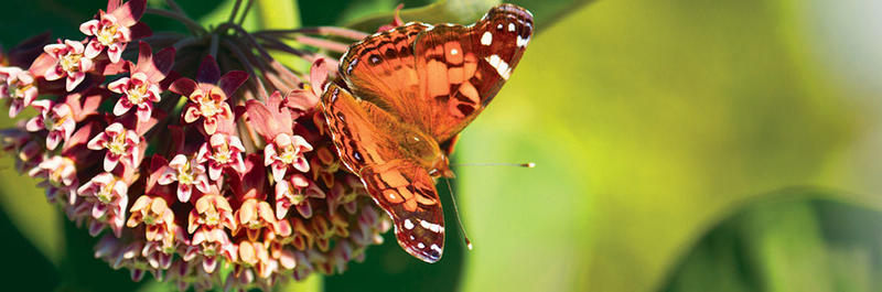 Moth on milkweed at Tidmarsh