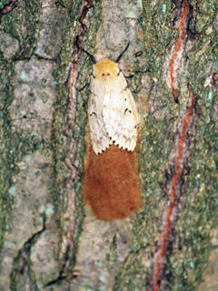 Adult LD "gypsy" moth emerging from pupa © Bugwood.org