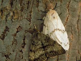 Male & female LD Spongy Moths © Bugwood.org