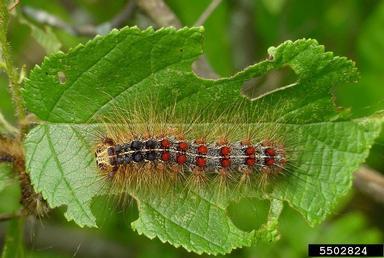 Spongy Moth caterpillar © Bugwood.org