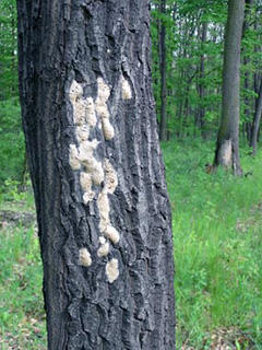 Spongy Moth eggs on tree © Bugwood.org