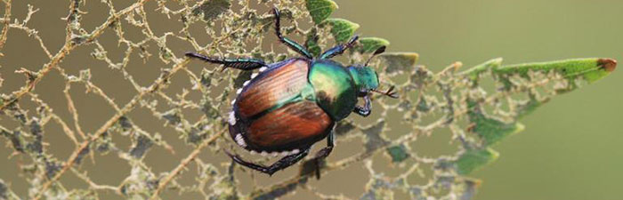 Japanese Beetle © Steven Katovich, USDA Forest Service, Bugwood.org