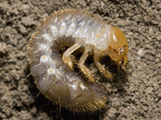 Japanese beetle grub © David Cappaert, Michigan State University, Bugwood.org